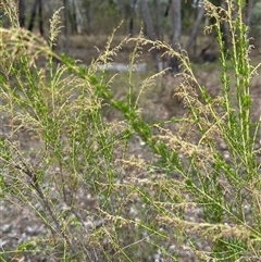 Cassinia sifton (Sifton Bush, Chinese Shrub) at Macquarie, ACT - 28 Feb 2025 by lbradley