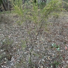 Cassinia sifton at Macquarie, ACT - 28 Feb 2025 06:23 PM