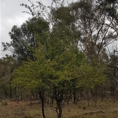 Crataegus monogyna (Hawthorn) at Watson, ACT - 25 Feb 2025 by HappyWanderer