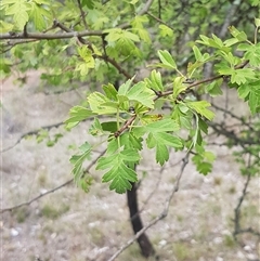 Crataegus monogyna at Watson, ACT - 25 Feb 2025 11:48 AM