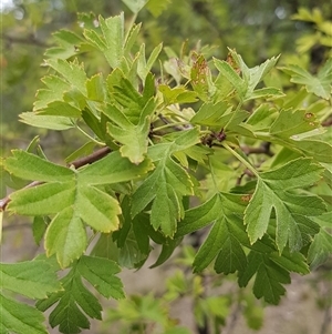 Crataegus monogyna at Watson, ACT - 25 Feb 2025 11:48 AM