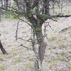 Crataegus monogyna at Watson, ACT - 25 Feb 2025 11:48 AM