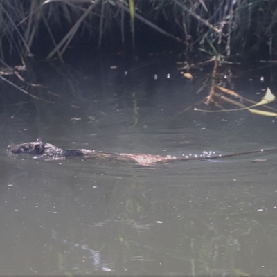 Hydromys chrysogaster (Rakali or Water Rat) at Fyshwick, ACT - 27 Feb 2025 by HappyWanderer