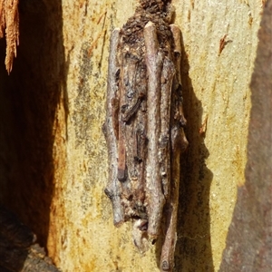 Psychidae - IMMATURE larvae (A Case moth (Psychidae)) at West Hobart, TAS - 28 Feb 2025 by VanessaC