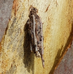 Psychidae - IMMATURE larvae at West Hobart, TAS - 28 Feb 2025 05:13 PM