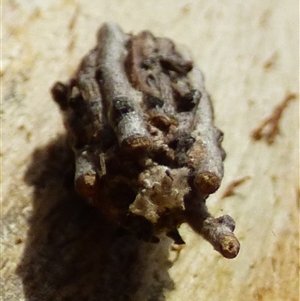 Psychidae - IMMATURE larvae at West Hobart, TAS - 28 Feb 2025 05:13 PM