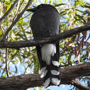 Strepera graculina (Pied Currawong) at Acton, ACT - 26 Feb 2025 by HelenCross