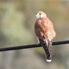 Falco cenchroides (Nankeen Kestrel) at Kambah, ACT - 28 Feb 2025 by HelenCross