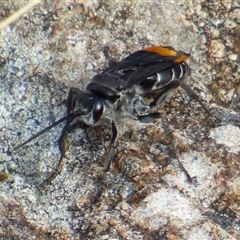 Calopompilus sp. (genus) (Spider wasp) at West Hobart, TAS - 28 Feb 2025 by VanessaC