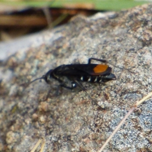 Calopompilus sp. (genus) at West Hobart, TAS - 28 Feb 2025 05:04 PM