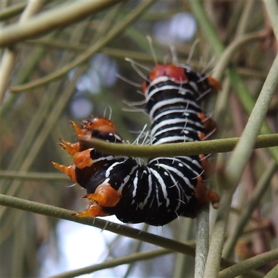 Comocrus behri (Mistletoe Day Moth) at Kambah, ACT - 28 Feb 2025 by HelenCross