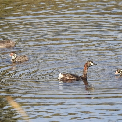 Tachybaptus novaehollandiae (Australasian Grebe) at Kambah, ACT - 28 Feb 2025 by HelenCross