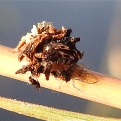 Neuroptera (order) (Unidentified lacewing) at Kambah, ACT - 28 Feb 2025 by HelenCross