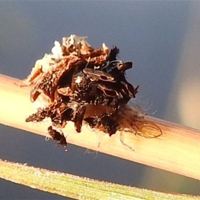 Neuroptera (order) (Unidentified lacewing) at Kambah, ACT - 28 Feb 2025 by HelenCross