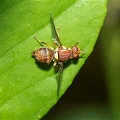 Bactrocera (Bactrocera) tryoni (Queensland fruit fly) at Higgins, ACT - 28 Feb 2025 by AlisonMilton