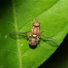 Bactrocera (Bactrocera) tryoni at Higgins, ACT - 28 Feb 2025 01:42 PM