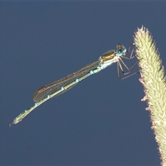 Austrolestes cingulatus (Metallic Ringtail) at Thredbo, NSW - 26 Feb 2025 by Pirom