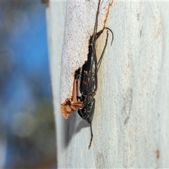 Phoracantha obscura (Longhorn Beetle) at Higgins, ACT - 28 Feb 2025 by AlisonMilton