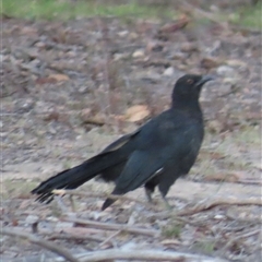 Corcorax melanorhamphos (White-winged Chough) at Aranda, ACT - 28 Feb 2025 by lbradley