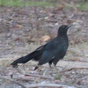 Corcorax melanorhamphos (White-winged Chough) at Aranda, ACT - 28 Feb 2025 by lbradley