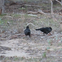 Corcorax melanorhamphos at Aranda, ACT - 28 Feb 2025 06:37 PM