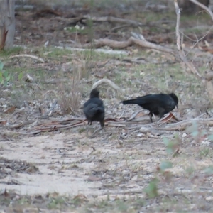 Corcorax melanorhamphos at Aranda, ACT - 28 Feb 2025 06:37 PM