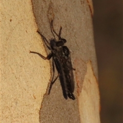 Cerdistus sp. (genus) (Slender Robber Fly) at Yarralumla, ACT - 28 Feb 2025 by lbradley