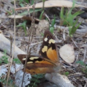 Heteronympha merope (Common Brown Butterfly) at Aranda, ACT - 28 Feb 2025 by lbradley