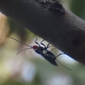 Braconidae (family) (Unidentified braconid wasp) at Aranda, ACT - 28 Feb 2025 by lbradley