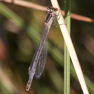 Ischnura heterosticta (Common Bluetail Damselfly) at Thredbo, NSW - 26 Feb 2025 by Pirom