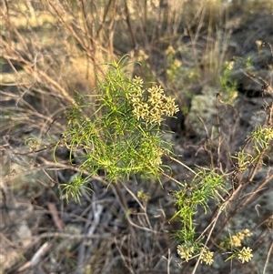 Cassinia quinquefaria at Aranda, ACT - 28 Feb 2025 06:56 PM