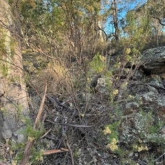 Cassinia quinquefaria at Aranda, ACT - 28 Feb 2025 06:56 PM