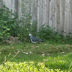 Leucosarcia melanoleuca (Wonga Pigeon) at Mount Kembla, NSW - 27 Feb 2025 by kate_keight