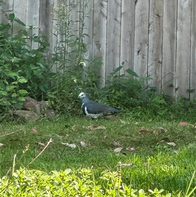 Leucosarcia melanoleuca (Wonga Pigeon) at Mount Kembla, NSW - 27 Feb 2025 by kate_keight