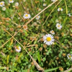 Calotis cuneifolia (Purple Burr-daisy) at Durran Durra, NSW - 28 Feb 2025 by Csteele4