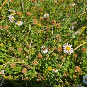 Calotis cuneifolia at Durran Durra, NSW - 28 Feb 2025 12:45 PM