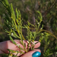 Olax stricta (Olax) at Bulee, NSW - 28 Feb 2025 by Csteele4