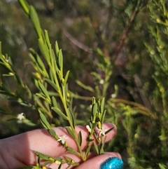 Olax stricta at Bulee, NSW - 28 Feb 2025 04:39 PM