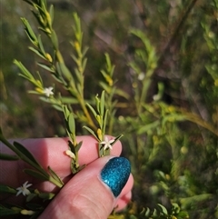 Olax stricta at Bulee, NSW - 28 Feb 2025 04:39 PM