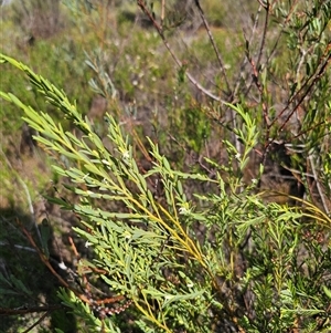 Olax stricta at Bulee, NSW - 28 Feb 2025 04:39 PM