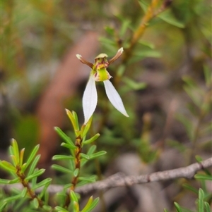 Eriochilus cucullatus at Oallen, NSW - suppressed