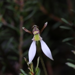 Eriochilus cucullatus at Oallen, NSW - suppressed