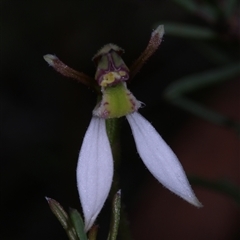 Eriochilus cucullatus at Oallen, NSW - suppressed