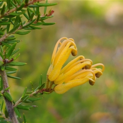 Grevillea juniperina subsp. amphitricha at Oallen, NSW - 28 Feb 2025 by Csteele4