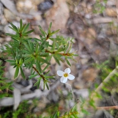 Mitrasacme polymorpha (Varied Mitrewort) at Oallen, NSW - 28 Feb 2025 by Csteele4