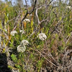 Platysace lanceolata (Shrubby Platysace) at Bulee, NSW - 28 Feb 2025 by Csteele4