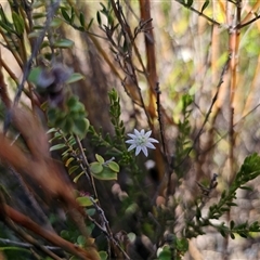 Actinotus minor (Lesser Flannel Flower) at Bulee, NSW - 28 Feb 2025 by Csteele4