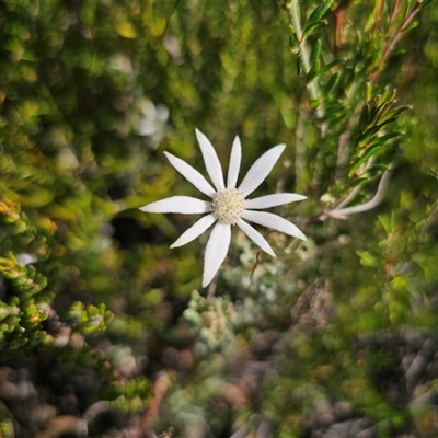 Actinotus helianthi (Flannel Flower) at Bulee, NSW - 28 Feb 2025 by Csteele4