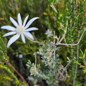 Actinotus helianthi at Bulee, NSW - suppressed
