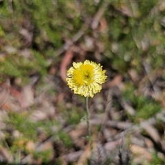 Coronidium scorpioides (Button Everlasting) at Oallen, NSW - 28 Feb 2025 by Csteele4